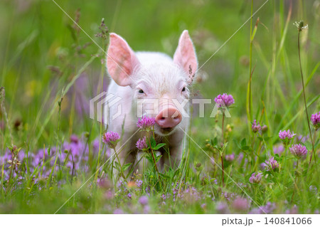A young, pink piglet stands curiously amidst a field of lush green grass and delicate purple clover flowers A young, pink piglet stands curiously amidst a field of lush green grass and delicate purple clover flowers 140841066