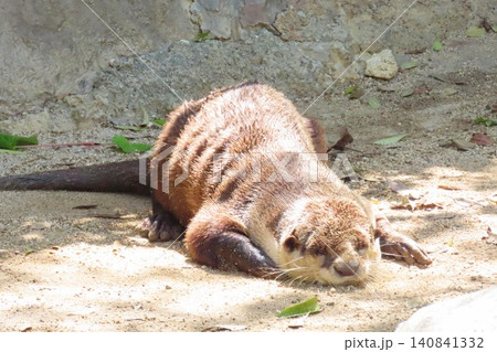 のいち動物公園で日向ぼっこをするツメナシカワウソ 140841332