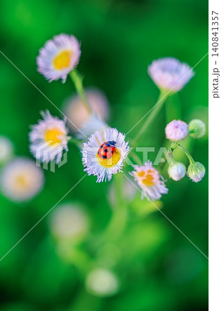 爽やかな初夏の陽光を浴びて小さなハルジオンの花と一匹のテントウムシ 爽やかな初夏の陽光を浴びて小さなハルジオンの花と一匹のテントウムシ 140841357