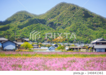 郷愁を誘う田舎の集落と美しいレンゲの花畑に包まれた春の二上山 140841361