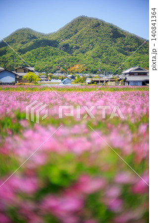 郷愁を誘う柔らかな空気感に包まれた春の二上山と咲き誇る蓮華草の田園風景 郷愁を誘う柔らかな空気感に包まれた春の二上山と咲き誇る蓮華草の田園風景 140841364