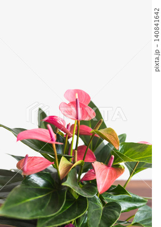 Vibrant pink anthurium plant sitting against white brick wall background. 140841642