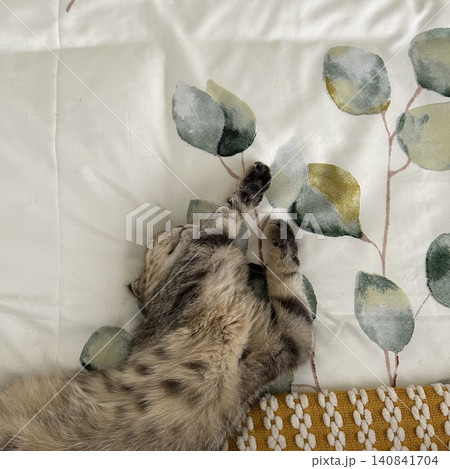 Charming and chubby cat playfully exploring the outdoors, with fluffy fur and a curious expression. Full of energy and joy, perfect for cat lovers who enjoy watching playful, happy moments! 140841704