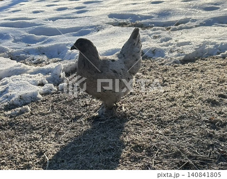 A fluffy chicken wandering across fresh white snow, its warm feathers contrasting beautifully with the cold, bright landscape. A serene and charming winter moment full of natural simplicity. A fluffy chicken wandering across fresh white snow, its warm feathers contrasting beautifully with the cold, bright landscape. A serene and charming winter moment full of natural simplicity. 140841805