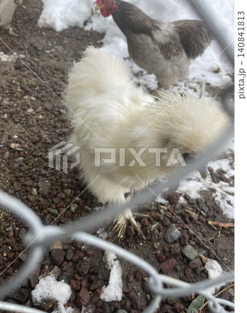 A fluffy chicken wandering across fresh white snow, its warm feathers contrasting beautifully with the cold, bright landscape. A serene and charming winter moment full of natural simplicity. A fluffy chicken wandering across fresh white snow, its warm feathers contrasting beautifully with the cold, bright landscape. A serene and charming winter moment full of natural simplicity. 140841813