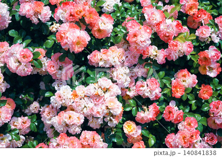 ピンク色の薔薇 140841838