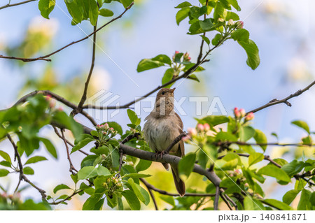 Thrush Nightingale, Luscinia luscinia. A bird sits on a tree branch and sings Thrush Nightingale, Luscinia luscinia. A bird sits on a tree branch and sings 140841871