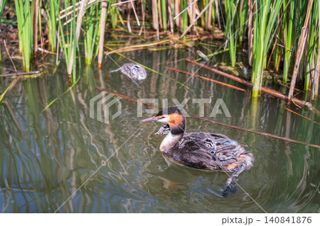 The water bird Great crested Grebe, Podiceps cristatus, swimming in the lake, and its cute babies riding on its back 140841876