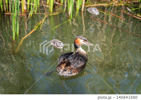 The waterfowl bird, great crested grebe with chick, swimming in the lake. The waterfowl bird, great crested grebe with chick, swimming in the lake. 140841880