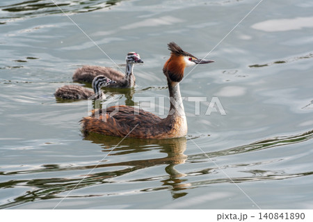 The waterfowl bird, great crested grebe with chick, swimming in the lake. The waterfowl bird, great crested grebe with chick, swimming in the lake. 140841890