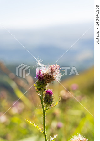 Carduus plant with purple flowers, family Asteraceae, and the tribe Cardueae. Carduus plant with purple flowers, family Asteraceae, and the tribe Cardueae. 140841909