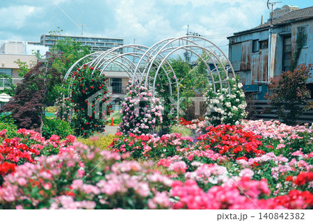 荒川区の薔薇園 荒川区の薔薇園 140842382