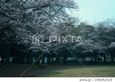 満開になった桜のトンネル 満開になった桜のトンネル 140842420