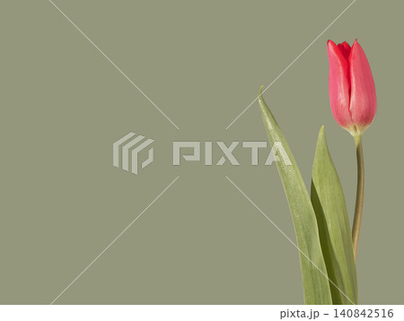 Gentle pink tulip, banner. Spring flower, green background. 140842516
