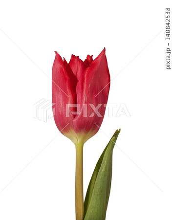 Pink red tulip blossom, gorgeous bud, bloom, stem and leaf closeup isolated on white. Pink red tulip blossom, gorgeous bud, bloom, stem and leaf closeup isolated on white. 140842538