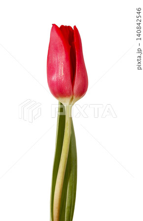 Tulip flower, red floral plant isolated on white. 140842546