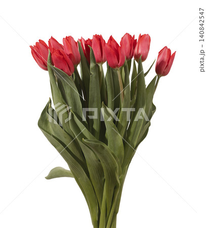 Tulip flowers stems and leaves, red blooms. Spring flower bunch, bouquet isolated on white. Tulip flowers stems and leaves, red blooms. Spring flower bunch, bouquet isolated on white. 140842547