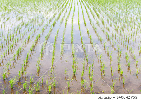 田植えを終えた水田 田植えを終えた水田 140842769