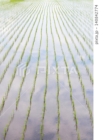 田植えを終えた水田 田植えを終えた水田 140842774