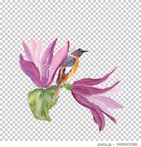 Purple magnolia, bird perched on branch watercolor floral composition. Hand painted illustration isolated on white, perfect for spring designs, stationery, invitations, textiles, decorative projects Purple magnolia, bird perched on branch watercolor floral composition. Hand painted illustration isolated on white, perfect for spring designs, stationery, invitations, textiles, decorative projects 140843086