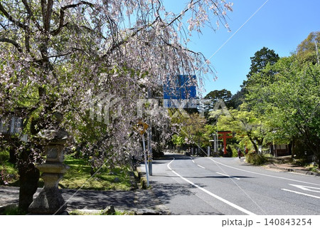 滋賀県大津市 日吉大社門前の日吉馬場(県道)と満開枝垂桜 滋賀県大津市 日吉大社門前の日吉馬場(県道)と満開枝垂桜 140843254