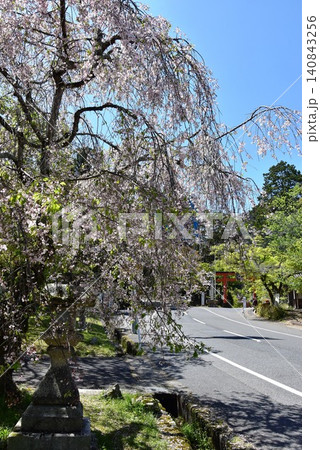 滋賀県大津市 日吉大社門前の日吉馬場(県道)と満開枝垂桜 滋賀県大津市 日吉大社門前の日吉馬場(県道)と満開枝垂桜 140843256