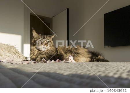 Maine coon cat lies on bed looking toward camera indoors. Fluffy domestic feline rests on blanket with calm attentive expression. Home scene reflects comfort, companionship, Maine coon cat lies on bed looking toward camera indoors. Fluffy domestic feline rests on blanket with calm attentive expression. Home scene reflects comfort, companionship, 140843651