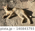 Cute ginger tabby kitten lying down and sunbathing on the ground 140843793