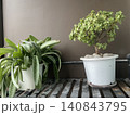 Beautiful potted houseplants, Portulacaria afra bonsai and spotted leaf plant in white pots 140843795