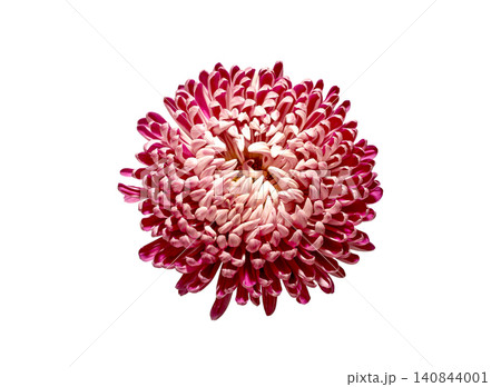Single chrysanthemum flower head isolated on plain background. Dense petals create rounded floral shape in minimal composition. Botanical concept reflects beauty, decoration, Single chrysanthemum flower head isolated on plain background. Dense petals create rounded floral shape in minimal composition. Botanical concept reflects beauty, decoration, 140844001