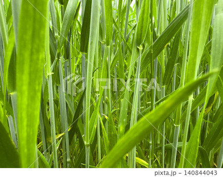 Green grass blades grow closely forming natural texture background. Fresh vegetation creates dense pattern in outdoor environment. Nature concept reflects growth, ecology, summer 140844043