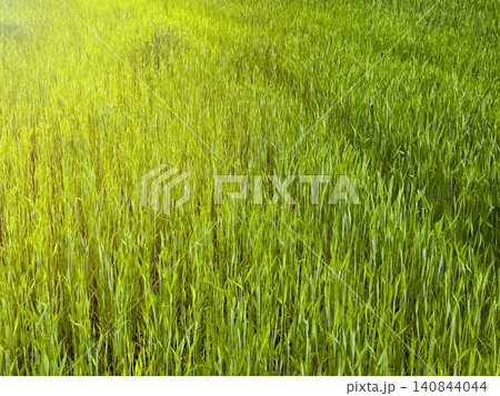 Green field stretches with young plants under sky horizon. Agricultural landscape shows growth of crops in nature environment. Concept reflects farming, ecology, outdoor rural Green field stretches with young plants under sky horizon. Agricultural landscape shows growth of crops in nature environment. Concept reflects farming, ecology, outdoor rural 140844044