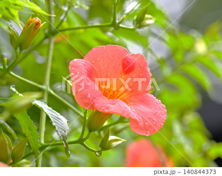 小雨に濡れて咲くノウゼンカズラの花 鎌倉・妙本寺の初夏の風景 小雨に濡れて咲くノウゼンカズラの花 鎌倉・妙本寺の初夏の風景 140844373