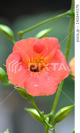 小雨に濡れて咲くノウゼンカズラの花 鎌倉・妙本寺の初夏の風景 小雨に濡れて咲くノウゼンカズラの花 鎌倉・妙本寺の初夏の風景 140844376
