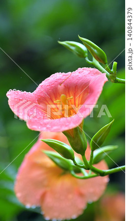 小雨に濡れて咲くノウゼンカズラの花　鎌倉・妙本寺の初夏の風景 140844379