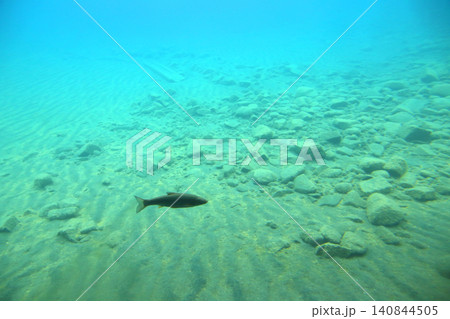 支笏湖 ヒメマス 山線鉄橋 支笏湖観光船 カルデラ湖 北海道観光 ポロピナイ園地 支笏洞爺国立公園 支笏湖 ヒメマス 山線鉄橋 支笏湖観光船 カルデラ湖 北海道観光 ポロピナイ園地 支笏洞爺国立公園 140844505