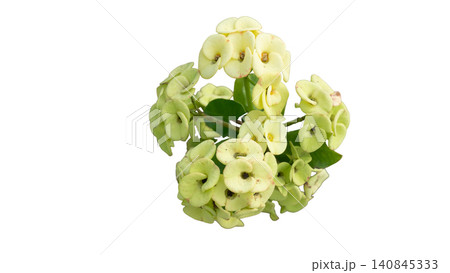 Top view shot showing a beautiful bunch of light green Crown of Thorns or Euphorbia Milii flowers with fresh green leaves isolated on a white background. With clipping path. Top view shot showing a beautiful bunch of light green Crown of Thorns or Euphorbia Milii flowers with fresh green leaves isolated on a white background. With clipping path. 140845333