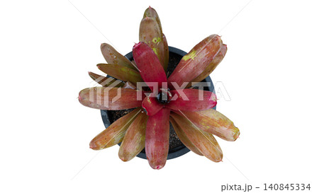 Full top view studio shot of a vibrant bromeliad plant with red and green patterned leaves growing in a black pot. Perfectly isolated against a clean white background. With clipping path. Full top view studio shot of a vibrant bromeliad plant with red and green patterned leaves growing in a black pot. Perfectly isolated against a clean white background. With clipping path. 140845334