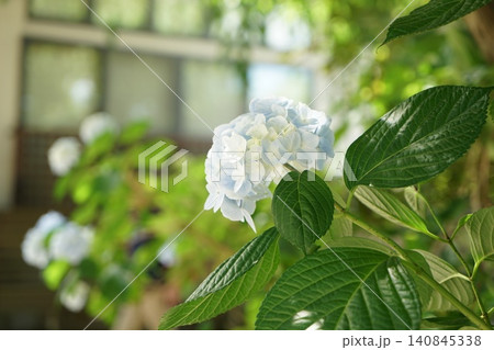 紫陽花のある風景 140845338