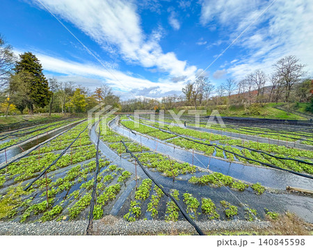 日本の長野県の安曇野にある大規模なわさび農園の風景 140845598