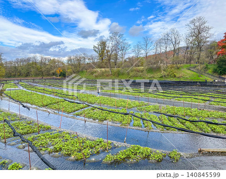 日本の長野県の安曇野にある大規模なわさび農園の風景 日本の長野県の安曇野にある大規模なわさび農園の風景 140845599