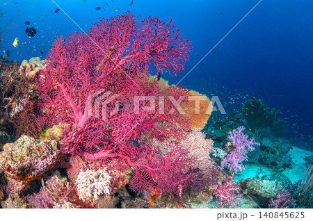 Pink gorgonian sea fan in crystal clear water at Similan National Park, Thailand Pink gorgonian sea fan in crystal clear water at Similan National Park, Thailand 140845625