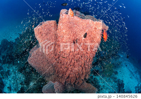 Giant Barrel Sponge ith coral grouper and school of glass fish in Andaman sea of Thailand 140845626