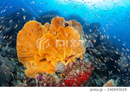 Gorgonian sea fan coral on tropical reef with a school of fish at Tachai Pinnacle in Thailand Gorgonian sea fan coral on tropical reef with a school of fish at Tachai Pinnacle in Thailand 140845629