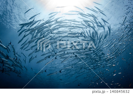 Massive school of barracuda swimming together in crystal clear water of Andaman sea in Thailand Massive school of barracuda swimming together in crystal clear water of Andaman sea in Thailand 140845632