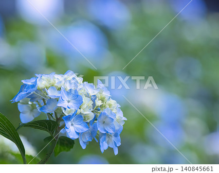 青い紫陽花 青い紫陽花 140845661