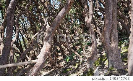 Dense Forest of Manzanita Trees on Sunny Day Dense Forest of Manzanita Trees on Sunny Day 140845768