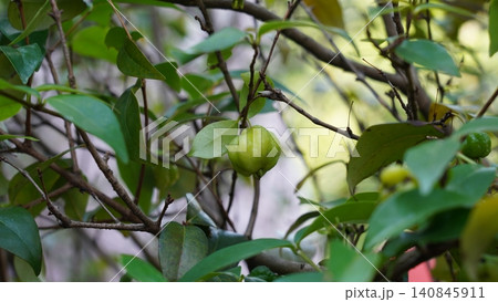 Surinam Cherry Tree and Green Fruit Background 140845911