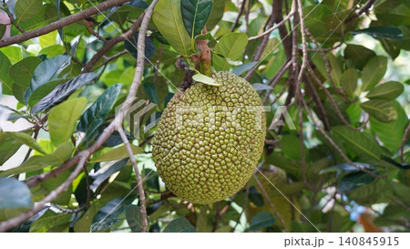 Jackfruit Hanging from a Tree Tropical Fruit Jackfruit Hanging from a Tree Tropical Fruit 140845915