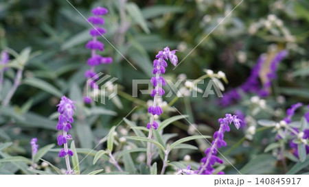 Close up of Salvia Leucantha Purple Flowers in Bloom Close up of Salvia Leucantha Purple Flowers in Bloom 140845917